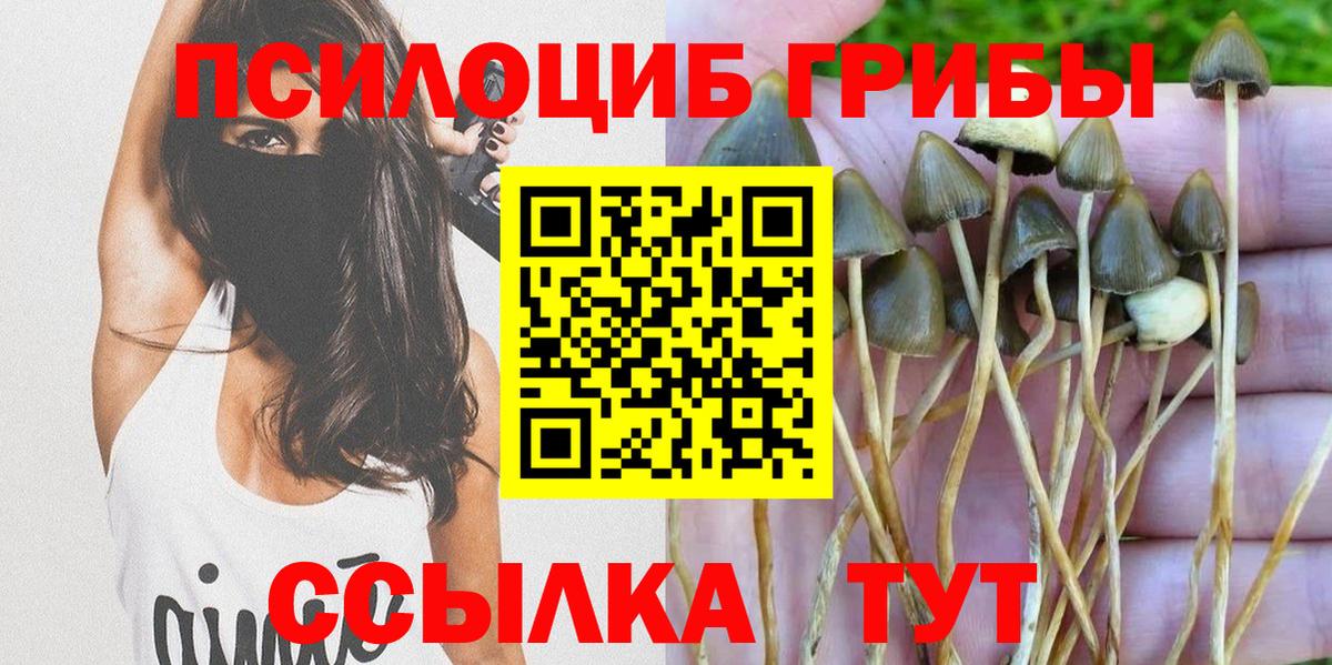 Галлюциногенные грибы Psilocybine cubensis Зима